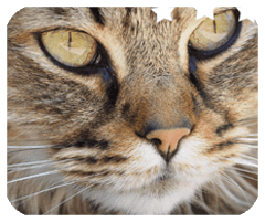 外围足球平台大全